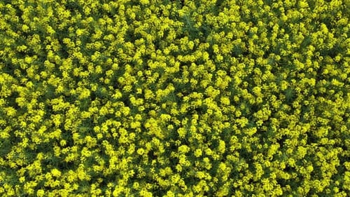 Rapeseed Field 13