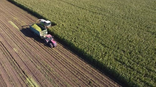 La cosechadora agrícola recoge una cosecha de maíz madura y la coloca en un remolque de tractor.