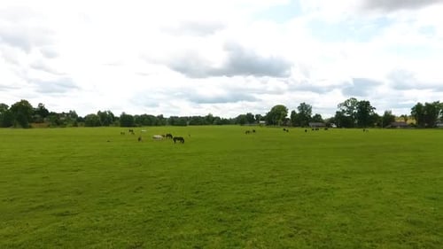 Herd of Horses in a Meadow in Summer