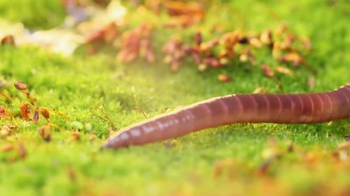 An Earthworm Is a Terrestrial Invertebrate That Belongs To the Class Clitellata