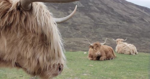 Highland cattle grazing in beautiful countryside