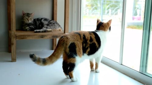 Calico Cat Looking out Window while Tabby Rests