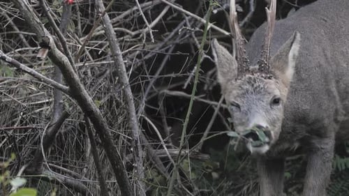 Deer Feeds on Leaves Among Dense Forest Branches