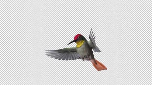Colibri - Topaze rubis - Boucle d'alimentation - Vue angulaire avant en gros plan - Canal Alpha