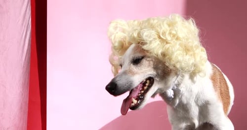 Dog Wears a Blonde Wig on Pink Backdrop