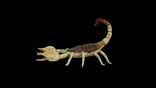 Realistic 3D Scorpion Crawling Animation