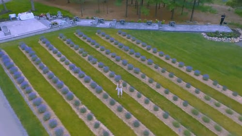 Aerial Zoom in of a young women in a lavender field during a summer day