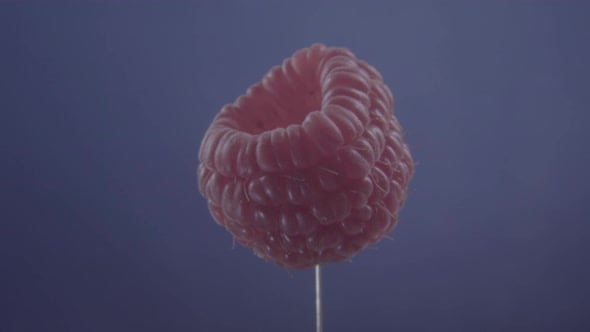 Raspberry Rotating with Loop on Blue Screen for Chroma Key, Food Stock ...