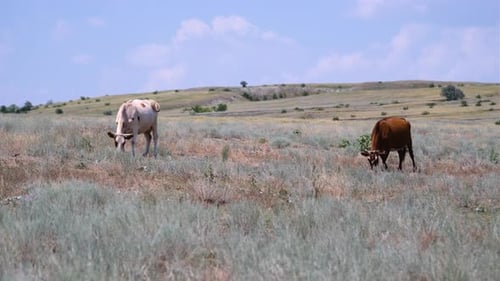 Cows graze in a meadow and eat green grass in hot summer haze