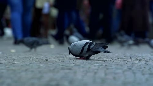 Slowmotion View on Pigeons Which Pecks on Road.
