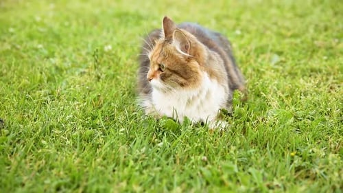 Arrogant Shorthaired Domestic Funny Tabby Cat Sneaks Through Fresh Green Grass Meadow Background