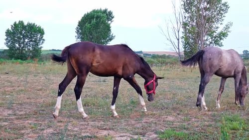 Caballo pastando