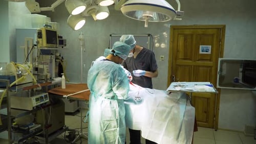 Surgical Operation of a Dog in a Veterinary Clinic