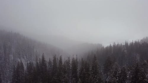 Carpathian spruce forest in the mountains. winter. aerial drone shot. snowfall