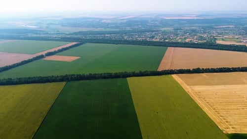 Aerial Drone View Yellow Wheat Field and Green Agricultural Field
