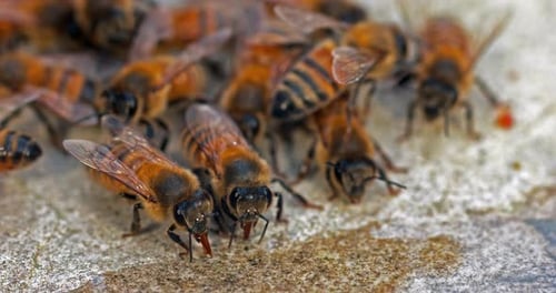 Abeille mellifère européenne, apis mellifera, abeilles buvant de l'eau sur une pierre, Normandie, temps réel 4K