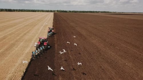 Tractor Tilling Field with Birds Circling Overhead
