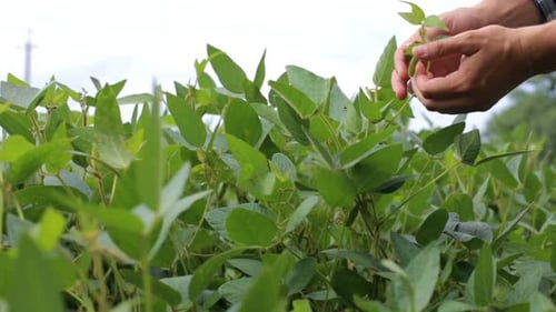 Agronomist inspecting soya bean crops growing in the farm field
