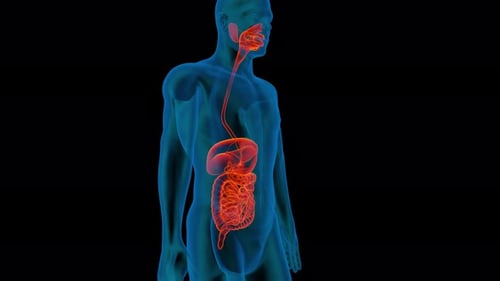 Transparent Human Body with 3D Digestive System Anatomy