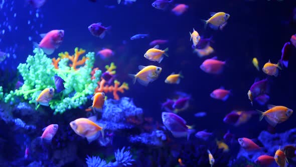 Colorful Vivid Fishes Glow, Violet Aquarium Under Ultraviolet Uv Light ...