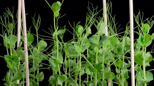 Pea Plants Sprouting and Growing Time-Lapse