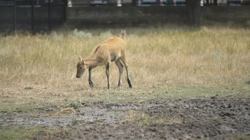 Un cerf marche près d'une clôture métallique