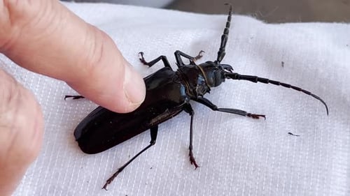Close Up of Large Black Beetle Being Poked