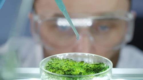 Scientist Analyzing Cell Colony