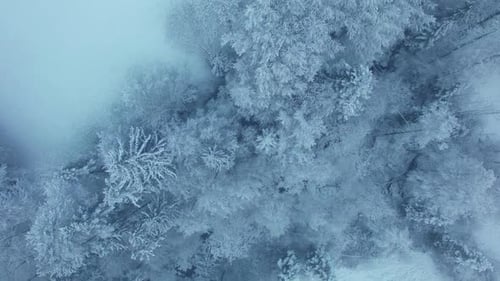 Winter Wonderland Forest Trees Covered with Snow