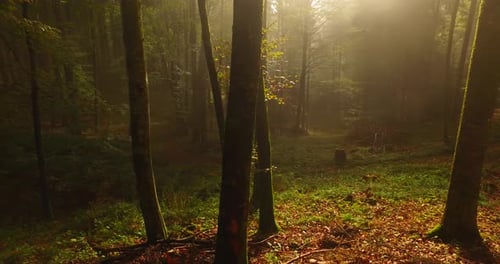Mist and Sun Rays in the Autumn Forest