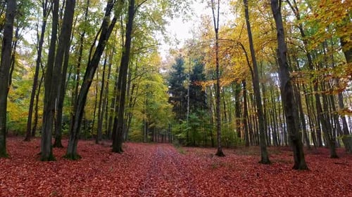 Fußweg im Wald mit alten Bäumen und bunten Blättern im Herbst, Polen