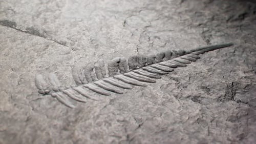 Macro Zoom of Ancient Fern Fossil Imprint on Stone
