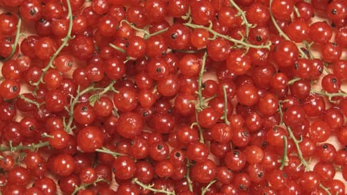 Redcurrant Berries On A Branch Are Rotating