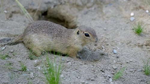 Nahaufnahme von Wildhörnchen, die im Boden graben und nach Nahrung suchen