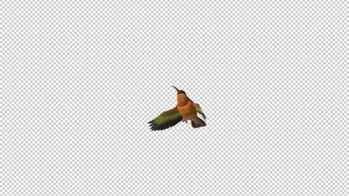 Colibri - Ermite roux - Survoler l'écran - II - Canal Alpha