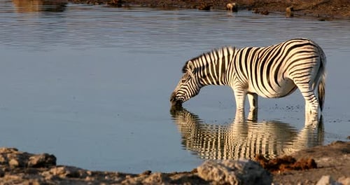 zebra in Etosha Namibia wildlife safari