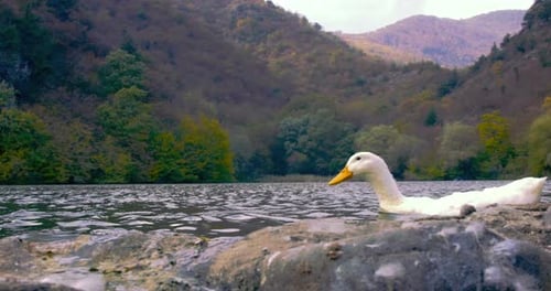Duck