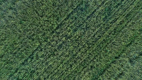Green Wheat