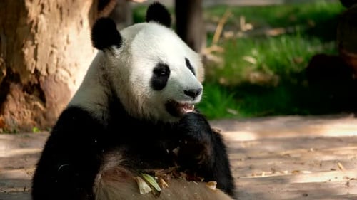 Giant Panda Eating Bamboo in Natural Habitat