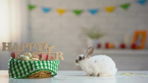 White Fluffy Bunny Sitting Table Near Basket Decoration, Easter Symbol, Spring
