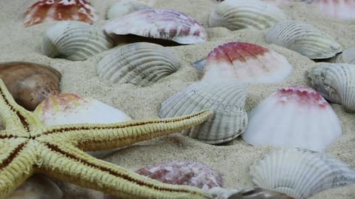 Sea Creatures 8