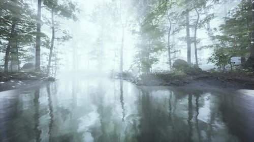 Dark Pond in Mysterious Forest