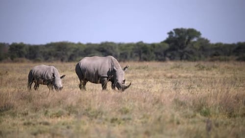 baby of white rhinoceros Botswana, Africa