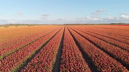 Aerial: tulip fields in Netherlands, 4k drone landscape