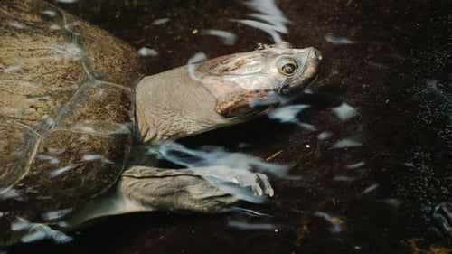 Eine große Schildkröte im Wasser, sichtbarer Kopf und Panzerschale