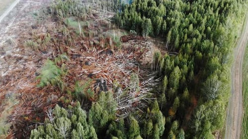 Damaged Forest Ecological Accident Trees Were Cut to Prevent Fire