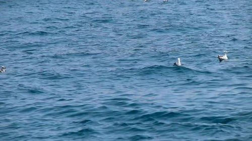 Seagulls on the Sea