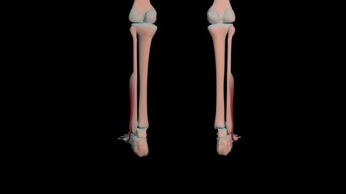 Fibularis Brevis Muscles Full Roration Loop