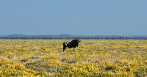 Blue Wildebeest Gnu in Etosha, Namibia Africa wildlife safari