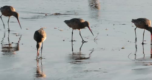 Wunderschöne Filmsequenz mit einem süßen und lustigen Schwarm kleiner aktiver Vögel. Wildes Leben